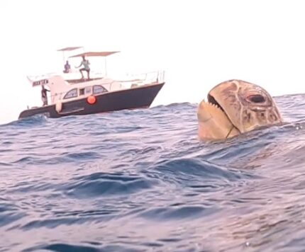 Eine Schildkröte am Roten Meer