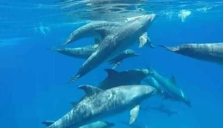 Delfin