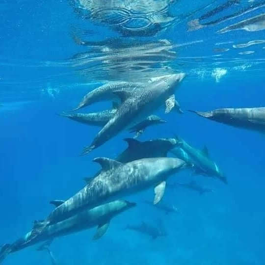 Delfinschule Schnorcheln mit Delfinen Hurghada