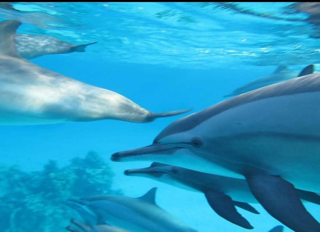 Ägypten Hurghada Delfinschwimmen