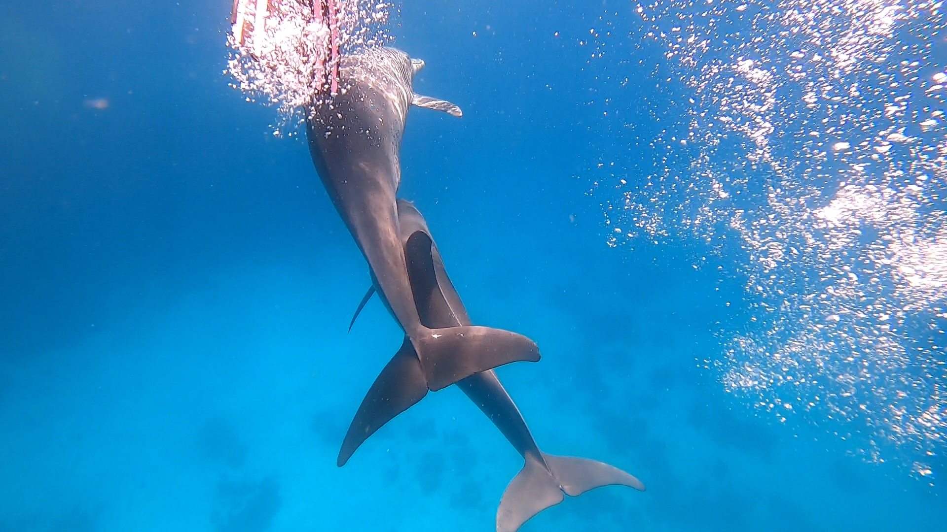 Mit ca.20 Delfin schwimmen. Die beste Unterwassererfahrung.