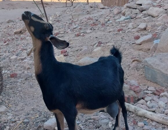 Entdecke die faszinierende Tierwelt bei einer Super Safari in Hurghada