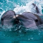 delfine Hurghadaausflüge