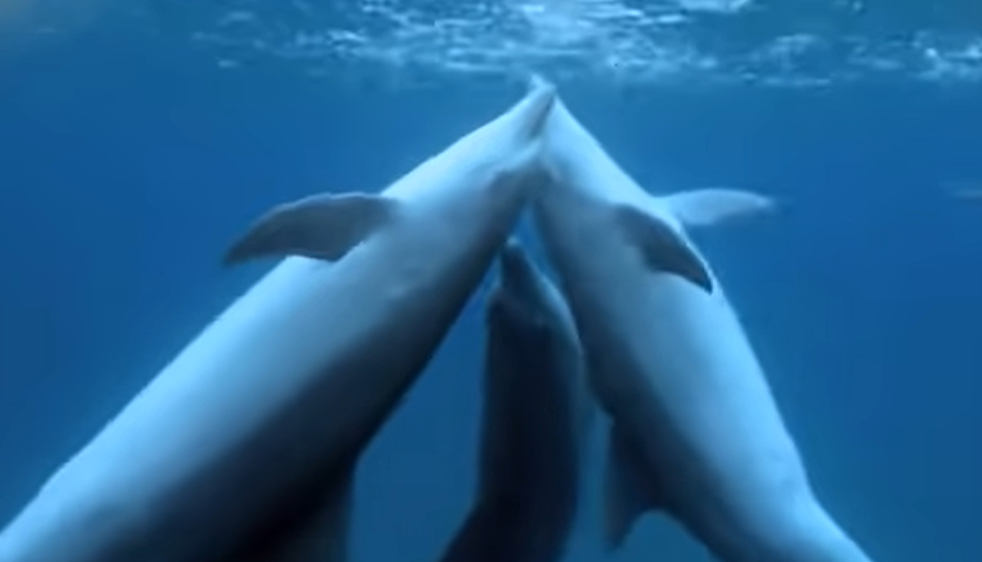 Scwimmen mit den Delfinen