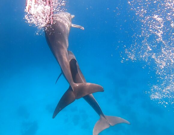 20 Delfinen schwimmen um mich,wie geil!