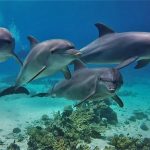 Delfin