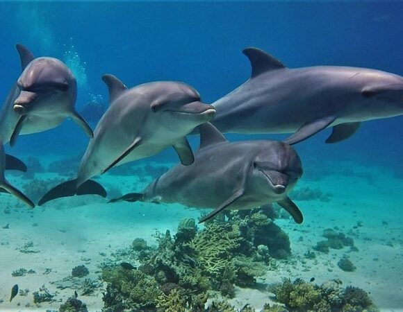 Delfin Ausflug in Hurghada/3 Möglichkeiten