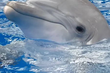 Dolphin Hurghada