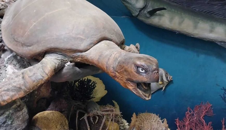 Hurghada Stadtrundfahrt