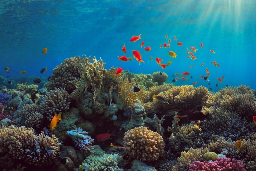 Sharm el Naga