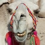 Hurghada Privat