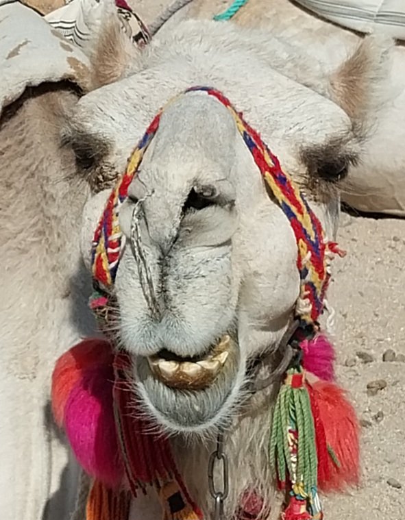 Hurghada Privat
